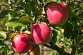 Pink Lady Apple Scion – 5" Organic Non-GMO Grafting Cutting