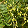 Neem Tree Seeds (Azadirachta indica) - 10 Seeds, USDA Zones 10-12, Full Sun