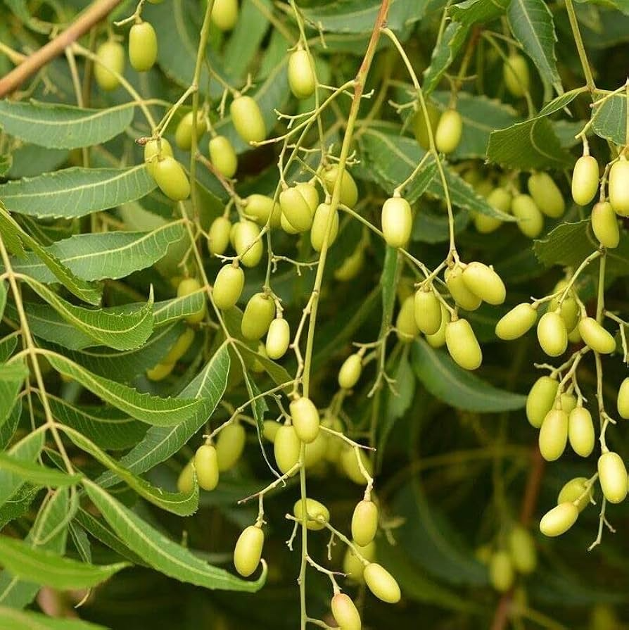 Neem Tree Seeds (Azadirachta indica) - 10 Seeds, USDA Zones 10-12, Full Sun
