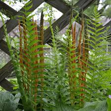 Cinnamon Ferns Osmunda cinnamomea - 3 Bare Root Plants for Shade Gardens