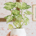 Syngonium Podophyllum ‘White Butterfly’ 7" Unrooted Cutting | Arrowhead Plant