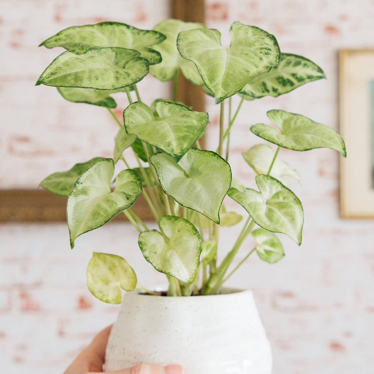 Syngonium Podophyllum ‘White Butterfly’ 7" Unrooted Cutting | Arrowhead Plant