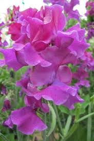 Terry Davey Sweet Pea Seeds – Deep Purple, Fragrant, Climbing Vines (50+ Seeds)