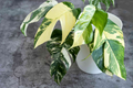 Epipremnum Pinnatum Albo Variegata Rooted Cutting | Rare Variegated Pothos