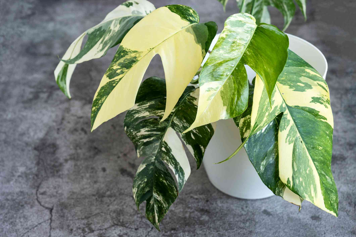 Epipremnum Pinnatum Albo Variegata Rooted Cutting | Rare Variegated Pothos