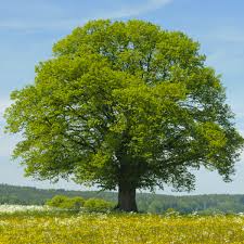 Littleleaf Linden Tree Tilia cordata - 2'-3' Bare Root Live Plant | Zones 3-7
