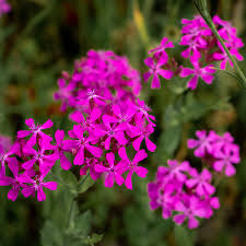 2000 Catchfly Seeds (Silene) - None-So-Pretty Purple, Rock Garden, Non-GMO
