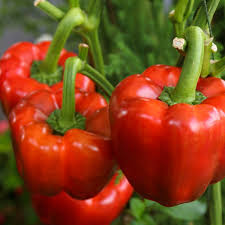Yolo Wonder Bell Improved Sweet Pepper Seeds – Capsicum annuum, 30 Seeds