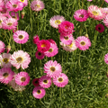 Pink Paper Daisy Everlasting Flower Seeds (200 seeds) Helipterum roseum