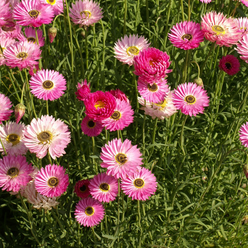 Pink Paper Daisy Everlasting Flower Seeds (200 seeds) Helipterum roseum