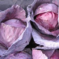 Red Acre Cabbage Seeds - 250 Seeds Brassica oleracea Heirloom for Cool-Weather Planting