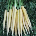 Lunar White Carrot (Daucus carota) - 200 Seeds Heirloom, Creamy White Roots