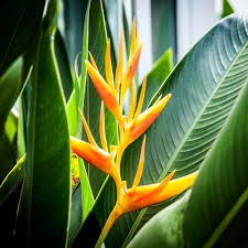 Mayan Gold Heliconia Seeds (H. champneana) – 5 Rare Lobster Claw Seeds