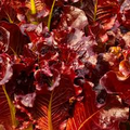 Red Salad Bowl Lettuce Seeds - Heirloom Lactuca sativa, Deep Red Oakleaf, 50-60 Days, Non-GMO