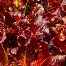 Red Salad Bowl Lettuce Seeds - Heirloom Lactuca sativa, Deep Red Oakleaf, 50-60 Days, Non-GMO