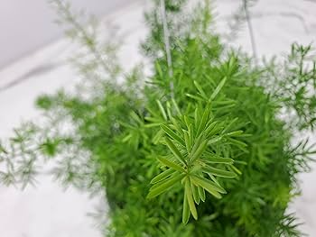 Asparagus Fern Sprengeri Seeds (20) - Indoor Plant for Pots & Hanging Baskets