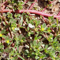 Red Purslane Seeds - Portulaca oleracea | 2000 Seeds - Edible Succulent