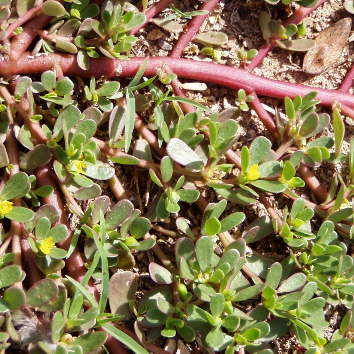 Red Purslane Seeds - Portulaca oleracea | 2000 Seeds - Edible Succulent
