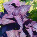 Perilla Red Aka Shiso Seeds (Perilla frutescens) 500mg – Non-GMO, Aromatic Herb for Wraps, Garnishes & Pickling