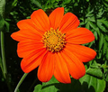 Sunflower Mexican Torch - 100 Seeds, Non-GMO Helianthus, Bees & Butterflies Attracting