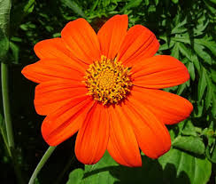 Sunflower Mexican Torch - 100 Seeds, Non-GMO Helianthus, Bees & Butterflies Attracting