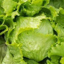 Iceberg Lettuce (Lactuca sativa) Seeds - 400 Cranhead Crisphead Heirloom Lettuce