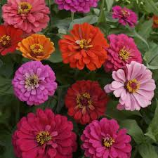 California Giants Mix Zinnia (Zinnia elegans) - Fast-Growing, Pollinator-Friendly Annual