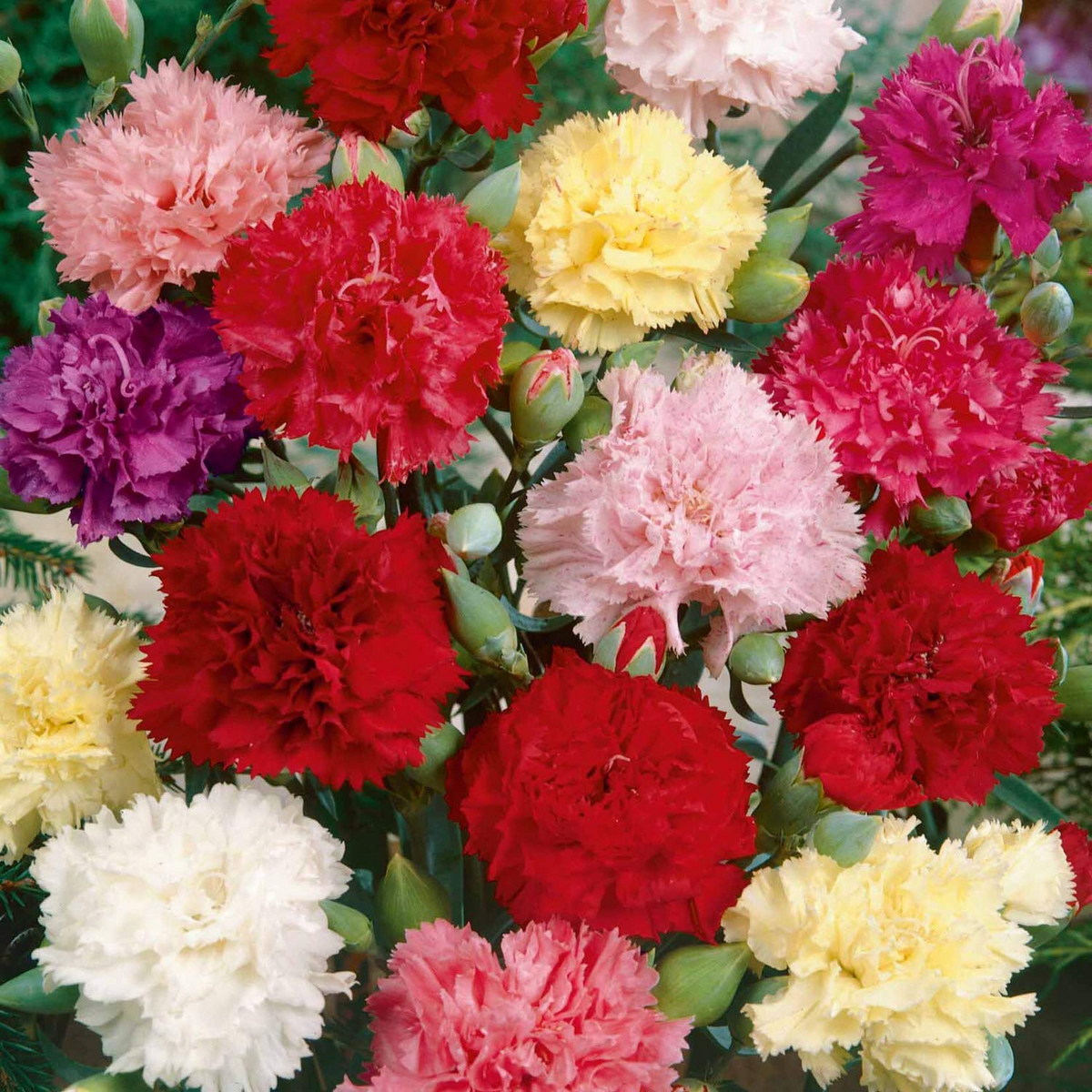 Chianti Mix Carnation Seeds – Dianthus caryophyllus, 200+ Seeds, Deep Red & Rose, Fragrant Cut Flowers