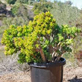 Crassula Ovata ‘Gollum Jade’ Bare Root Plant – 2-4” | Drought-Tolerant Succulent for Bonsai, Houseplant