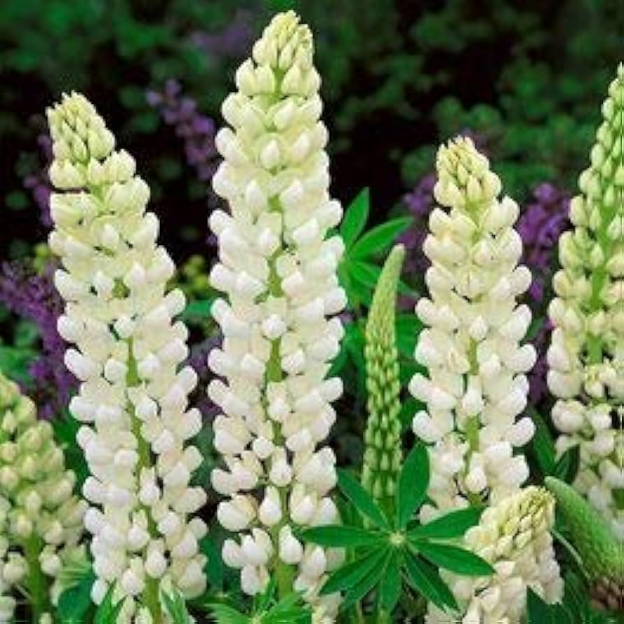 Lupine Russell White Seeds (20) - Lupinus Russell Hybrid, Perennial, Easy to Grow