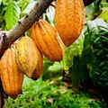 Cacao Starter Plant Seedling (Forastero) - Live 2-3 ft Theobroma cacao for Home Chocolate