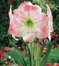 Amaryllis Apple Blossom Bulb - Pink & White Blooms, 1 Starter Plant (Hippeastrum 'Apple Blossom')