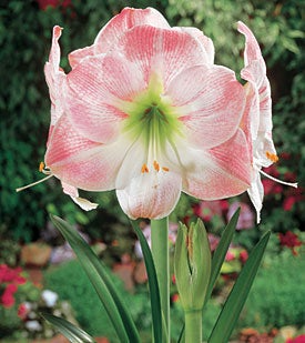 Amaryllis Apple Blossom Bulb - Pink & White Blooms, 1 Starter Plant (Hippeastrum 'Apple Blossom')