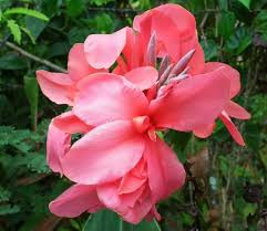 Canna Lily Pink Magic Bulb - Dwarf Tropical Canna indica, Deep Pink Blooms, Moist Soil, Full Sun (Starter Plant, 1 Bulb) – Zones 8-11