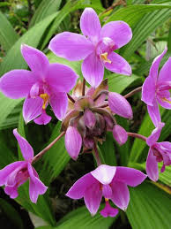 Spathoglottis plicata Ground Orchid - Purple Yellow Live Plant in 4" Pot