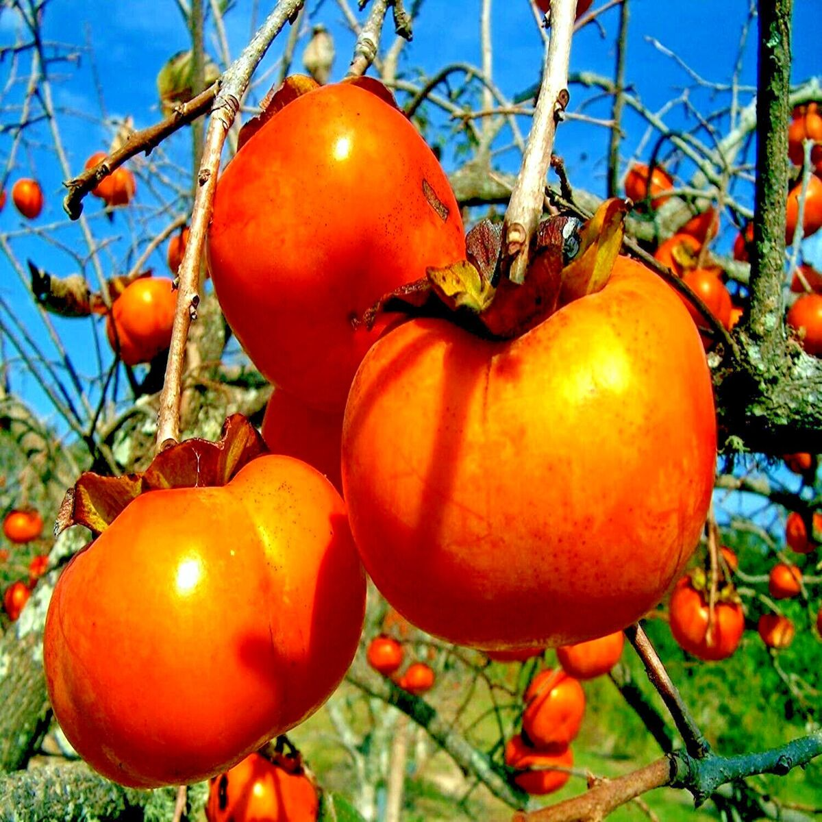 Japanese Persimmon Tree Seeds (Diospyros kaki) - 10 Seeds, Hardy Fruit Tree