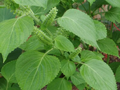 Green Shiso Seeds (Perilla frutescens) – 500 Non-GMO Seeds for Culinary Use