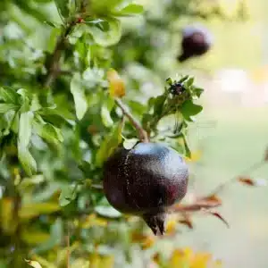 Black Inside Pomegranate Tree (Punica granatum) Starter Plant, 10-24"