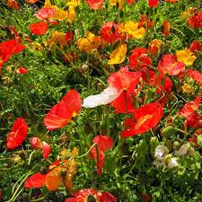 5000 Seeds Ultimate Poppy Mix with Breadseed Papaver somniferum – Non-GMO Landscape Pack