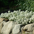 Alyssum Tiny Tim White Seeds - 500 Seeds Groundcover, Fragrant, Bee-Friendly, Low Maintenance