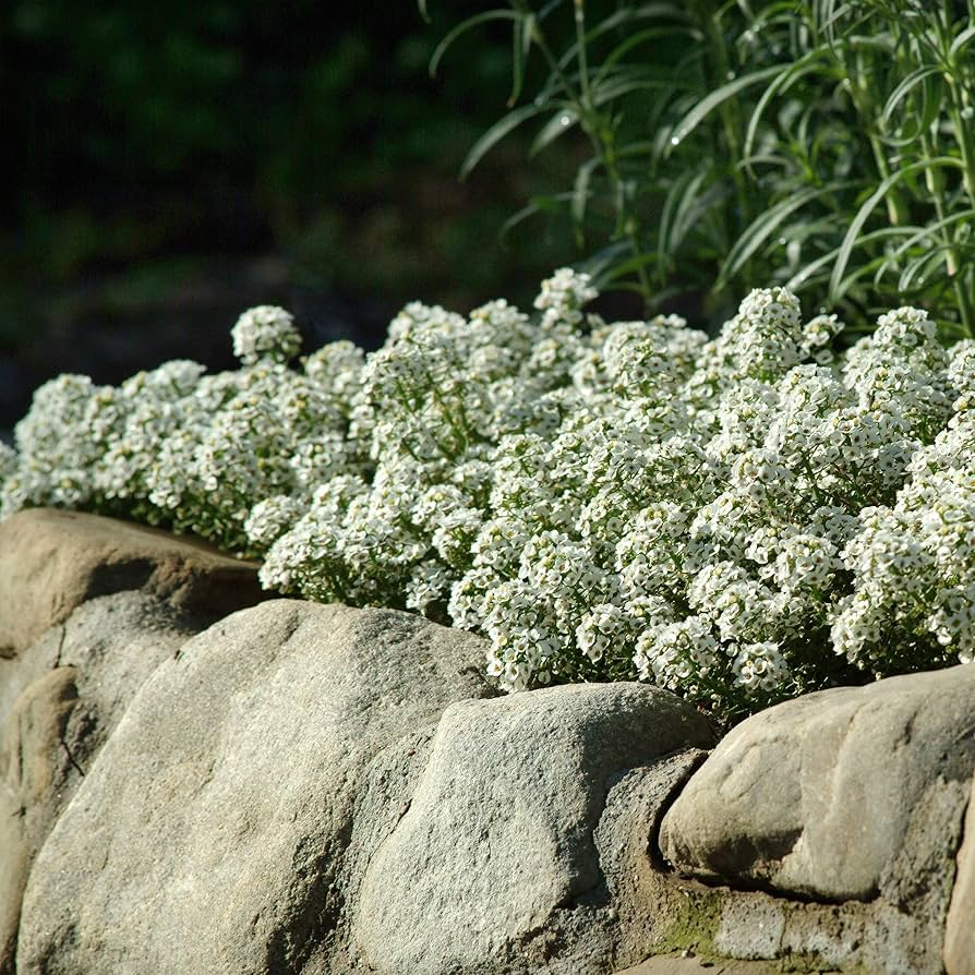 Alyssum Tiny Tim White Seeds - 500 Seeds Groundcover, Fragrant, Bee-Friendly, Low Maintenance