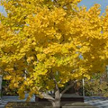 Ginkgo Biloba Maidenhair Tree Bare-Root Starter Trees - Set of 3