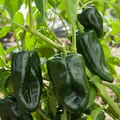 Ancho Poblano Pepper Seeds (Capsicum annuum) - 250 mg, Heirloom, Medium Hot