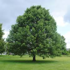 Swamp White Oak Tree (18-24") | Live Bare Root Starter Plant Quercus bicolor