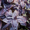 Red Rubin Basil Seeds - 200 Non-GMO Heirloom Ocimum basilicum 'Red Rubin' (Purple Leaves) - Easy to Grow