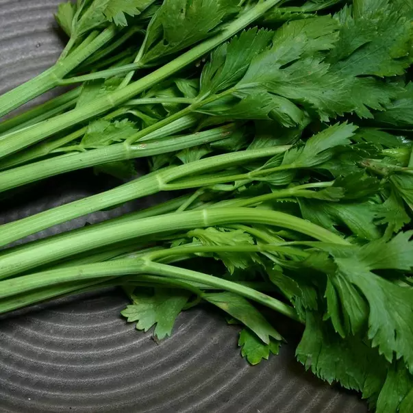 Conquistador Celery Seeds (Apium graveolens) - 100 Seeds, High-Yield