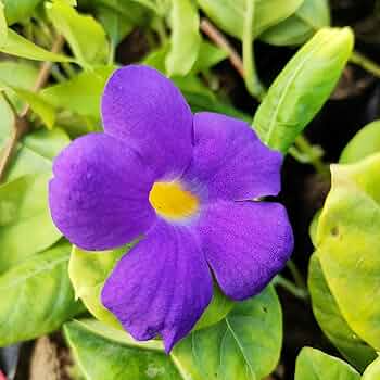 Thunbergia erecta King's Mantle Cuttings - 7 Unrooted 6" Live Cuttings (Vine or Shrub)