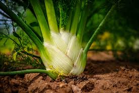 Florence Fennel Seeds (Foeniculum vulgare var. azoricum) - Sweet Bulb & Aromatic Herb
