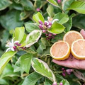 Variegated Pink Lemon Seeds - 5+ Self-Pollinating Citrus Seeds for Containers