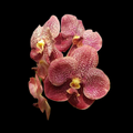 Vanda Kultana Pink Orchid Starter Plant - 3" Pot, Pink Blooms, Easy Care